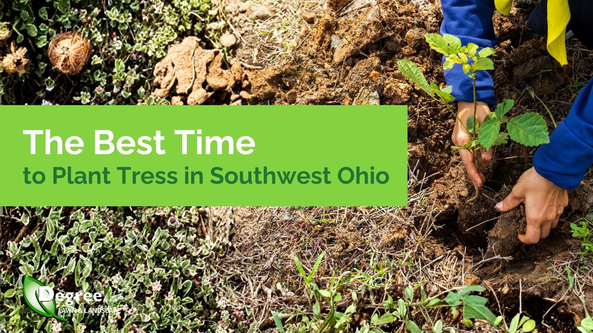 The Best Time to Plant Trees in Southwest Ohio